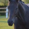 DSC_7295-150x150
